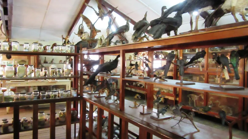 Museo de Tingo María